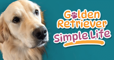 Cyber Rats Golden Retriever Simple Life